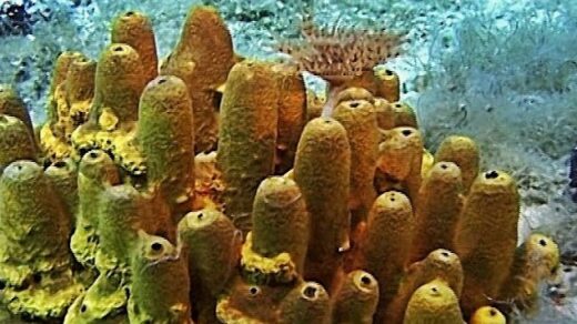 Akdeniz sarı tüp süngeri: Omurgasız sayılmasının bilimsel nedeni - Kapak Görseli